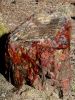 Petrified Forest NP